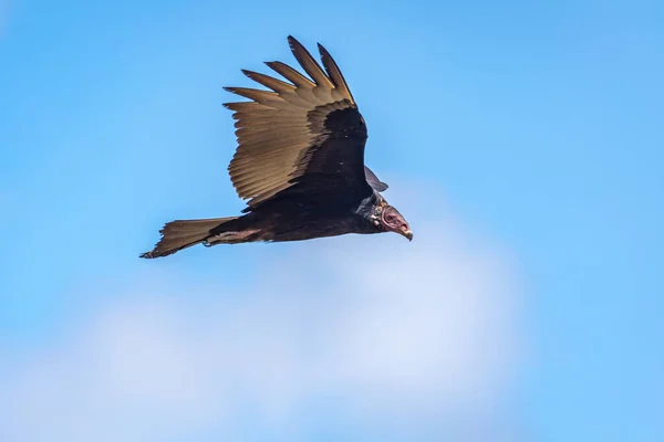 Kalkongam Flykt Turkiet Vulture Cathartes Aura Flygning Dominikanska Republiken — Stockfoto
