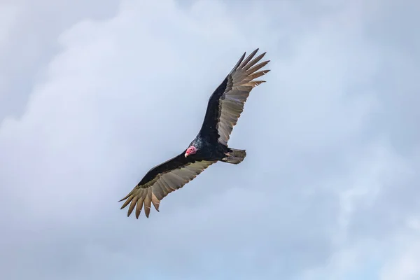 Krocaní Sup Letu Turecko Vulture Cathartes Aura Letu Dominikánská Republika — Stock fotografie