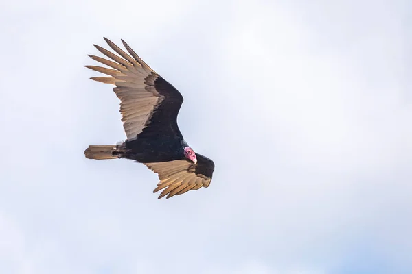 Γαλοπούλα Πτήση Turkey Vulture Cathartes Aura Flight Δομινικανή Δημοκρατία — Φωτογραφία Αρχείου