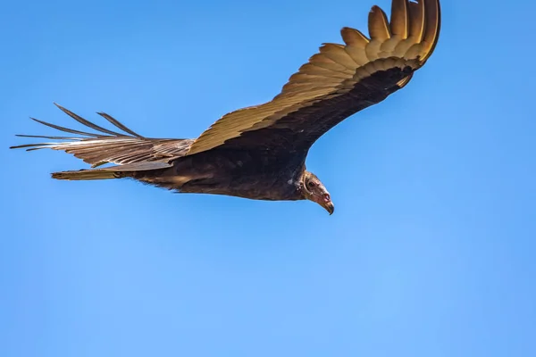 Hindi Akbaba Uçuyor Türkiye Akbaba Cathartes Aura Uçuyor Dominik Cumhuriyeti — Stok fotoğraf