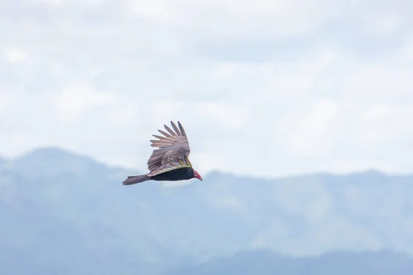 Buitre Turquía Vuelo Buitre Turquía Cathartes Aura Vuelo República Dominicana — Foto de Stock