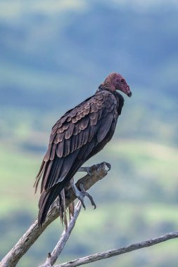 Hindi Akbaba uçuyor. Türkiye Akbaba Cathartes aura, uçuyor, Dominik Cumhuriyeti.