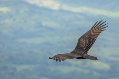 Hindi Akbaba uçuyor. Türkiye Akbaba Cathartes aura, uçuyor, Dominik Cumhuriyeti.
