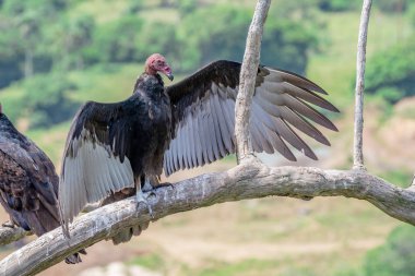 Hindi Akbaba uçuyor. Türkiye Akbaba Cathartes aura, uçuyor, Dominik Cumhuriyeti.