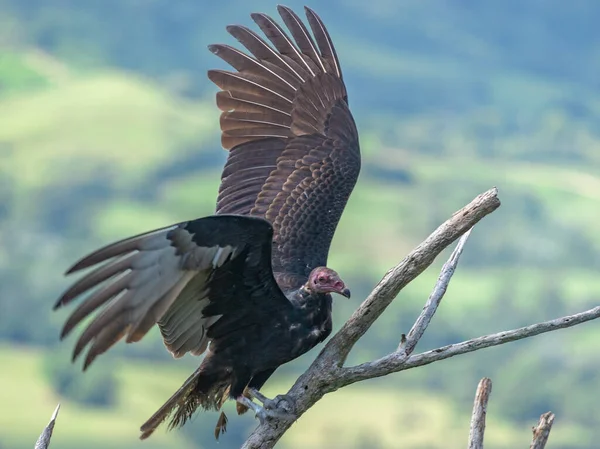 Buitre Turquía Vuelo Buitre Turquía Cathartes Aura Vuelo República Dominicana — Foto de Stock