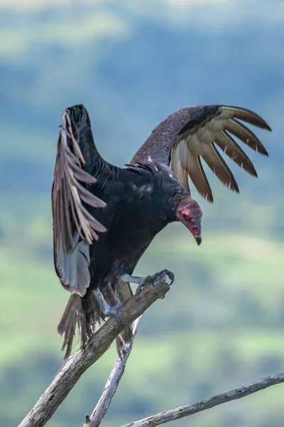 Hindi Akbaba Uçuyor Türkiye Akbaba Cathartes Aura Uçuyor Dominik Cumhuriyeti — Stok fotoğraf