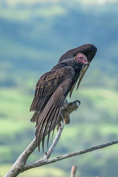 Tacchino Avvoltoio Volo Turchia Avvoltoio Cathartes Aura Volo Repubblica Dominicana — Foto Stock