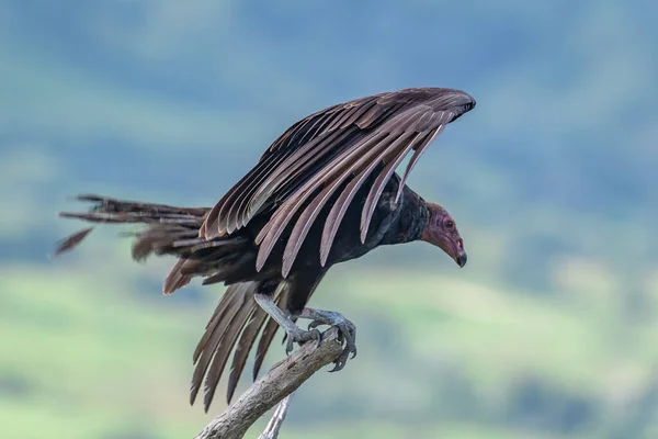 Γαλοπούλα Πτήση Turkey Vulture Cathartes Aura Flight Δομινικανή Δημοκρατία — Φωτογραφία Αρχείου