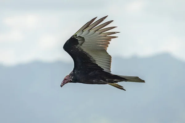 Krocaní Sup Letu Turecko Vulture Cathartes Aura Letu Dominikánská Republika — Stock fotografie