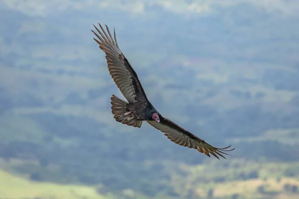 Turkey Vulture Flight Turkey Vulture Cathartes Aura Flight Dominican Republic — Stock Photo, Image