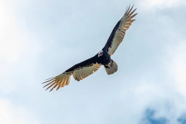 Kalkoengier Vlucht Turkije Vulture Cathartes Aura Vlucht Dominicaanse Republiek — Stockfoto