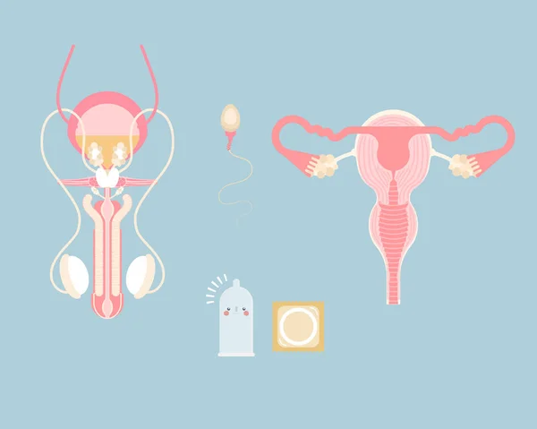 Sistema Reproductor Masculino Femenino Con Esperma Condón Órganos Internos Anatomía — Vector de stock