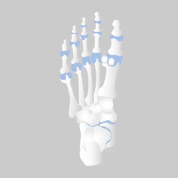 Anatomie Pied Organes Internes Partie Corps Soins Santé Orthopédiques Illustration — Image vectorielle