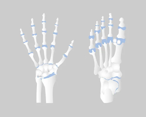 手と足の解剖学の骨 内臓の一部整形外科医療 ベクターイラスト漫画フラットキャラクターデザインクリップアート — ストックベクタ