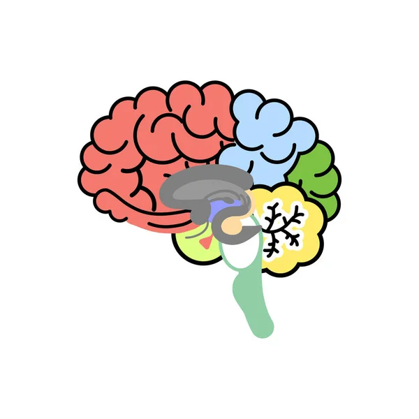 Lidský Mozek Vnitřní Orgány Anatomie Část Těla Nervový Systém Vektorové — Stockový vektor