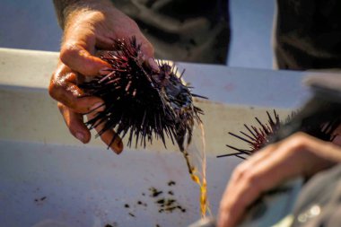 Boatside açılış deniz Urchins 