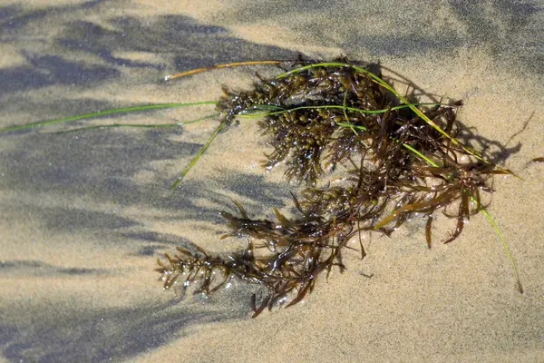 Морские водоросли на песчаном пляже — стоковое фото