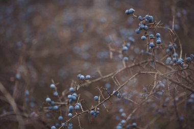Dallarda yaban mersini. Kara dikenli ya da yamaçlı romantik bir sonbahar. Kırışmış böğürtlen böğürtlenleri bir çalılıkta sonbaharda