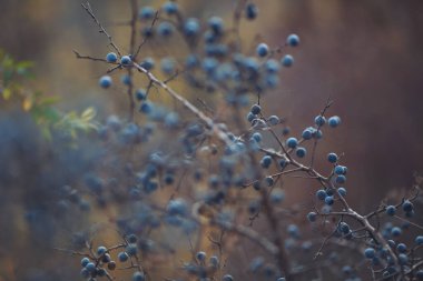 Dallarda yaban mersini. Kara dikenli ya da yamaçlı romantik bir sonbahar. Kırışmış böğürtlen böğürtlenleri bir çalılıkta sonbaharda