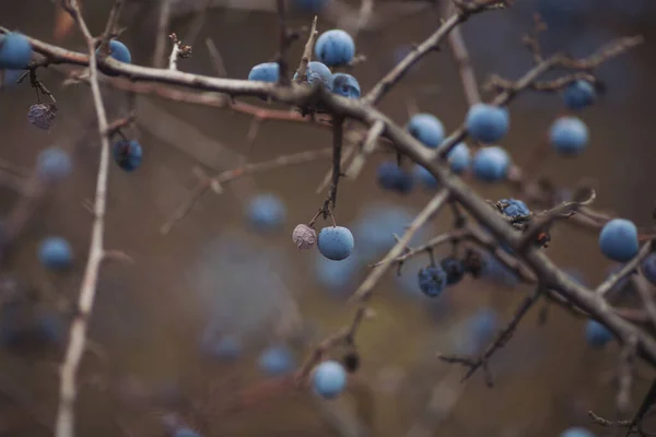 Sloe Bessen Takken Romantisch Herfststilleven Met Sleedoorn Slee Gerimpelde Bessen — Stockfoto