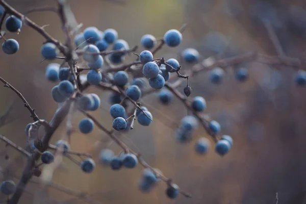 Sloe Berries Branches Romantic Autumn Still Life Blackthorn Sloes Wrinkled — Stock Photo, Image