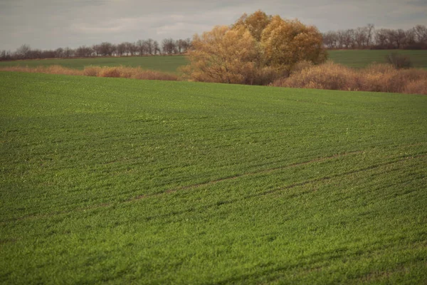 Grönt Jordbruksområde Jordbrukslandskap Landskap Med Växande Vete Jordbruksmark Klar Solig — Stockfoto