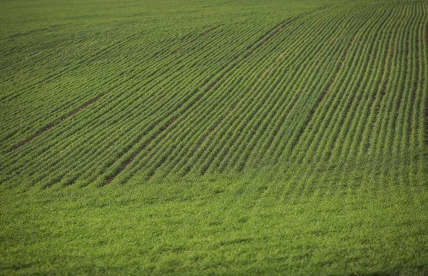 Câmp Agricol Verde Peisaj Agricol Peisaj Rural Grâu Creștere Teren — Fotografie, imagine de stoc