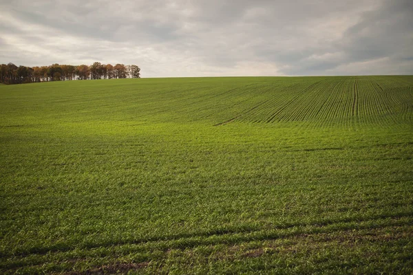 Zelené Zemědělské Pole Zemědělská Krajina Krajina Rostoucí Pšenicí Zemědělské Pole — Stock fotografie