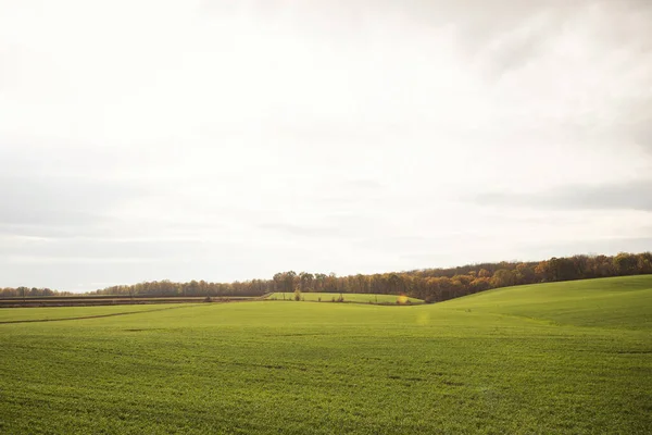 Grönt Jordbruksområde Jordbrukslandskap Landskap Med Växande Vete Jordbruksmark Klar Solig — Stockfoto