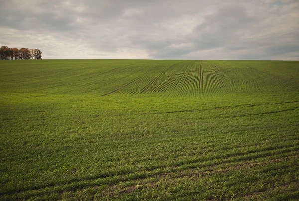 Champ Agricole Vert Paysage Agricole Paysage Rural Avec Culture Blé — Photo