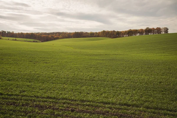 Zöld Mezőgazdasági Terület Mezőgazdasági Táj Vidéki Táj Növekvő Búza Mezőgazdasági — Stock Fotó