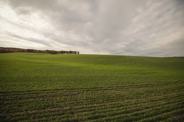 Grönt Jordbruksområde Jordbrukslandskap Landskap Med Växande Vete Jordbruksmark Klar Solig — Stockfoto