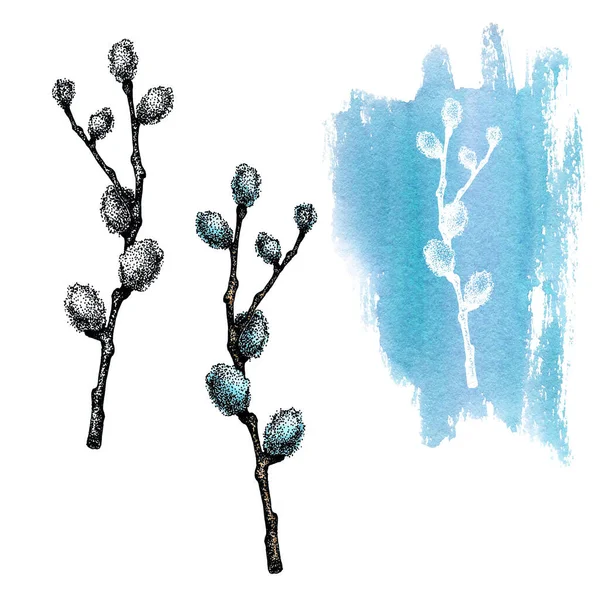 Set with pussy-willow twigs. Hand drawn watercolor illustration isolated on white background. Design of Easter products, banner, background, greetings. — Stock Photo, Image