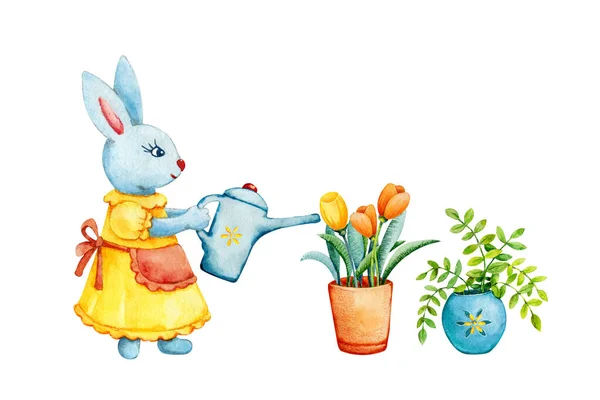 Kreslený králík zalévá tulipány, připravuje se na Velikonoce a jaro. Ruční akvarel ilustrace izolované na bílém pozadí. Design pro rekreační produkty, karty, pozdravy, obaly, šablony. — Stock fotografie
