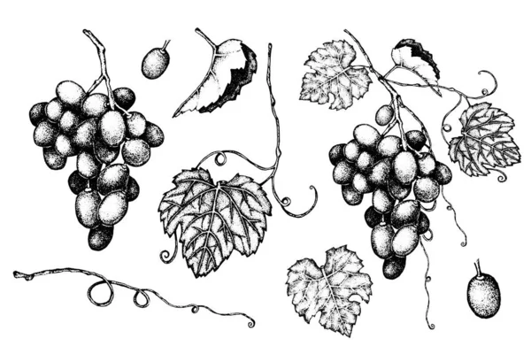 葉を持つブドウの束 手描きのグラフィックベクトル黒と白のイラスト スケッチ デザインの背景 バナー メニュー ラベル ステッカー — ストックベクタ