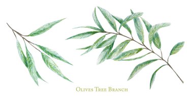Watercolor green olive tree branch leaves set, Realistic olives botanical illustration isolated on white background, Hand painted, fresh ripe cherries collection for label, card design concept.