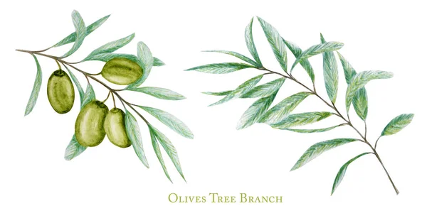 水彩緑のオリーブの木の枝は、果物セット、白い背景に隔離された現実的なオリーブの植物のイラストを残し、手描き、ラベルのための新鮮な熟したチェリーコレクション、カードデザインコンセプト. — ストック写真
