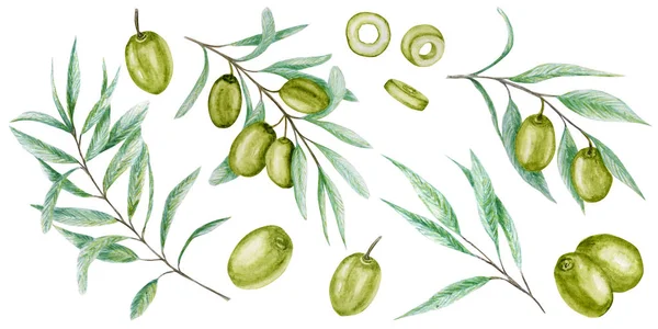 Aquarela verde oliveira ramo deixa frutas conjunto, Azeitonas realista ilustração botânica isolado no fundo branco, pintado à mão, fresco coleção de cerejas maduras para etiqueta, conceito de design de cartão . — Fotografia de Stock