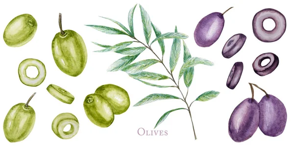 水彩緑と黒のオリーブの木の枝は果物セットを残し、実際のオリーブの植物のイラストは白い背景に隔離され、手描き、ラベルのための新鮮なコレクション、カードデザインコンセプト. — ストック写真