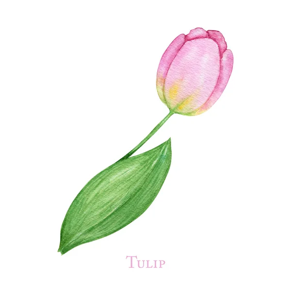 Tulipán amarillo rosado, ilustración botánica acuarela dibujada a mano. Hermosa flor de primavera. Elemento floral aislado sobre fondo blanco. Haga su tarjeta de felicitación, invitación, póster, diseño de banner — Foto de Stock