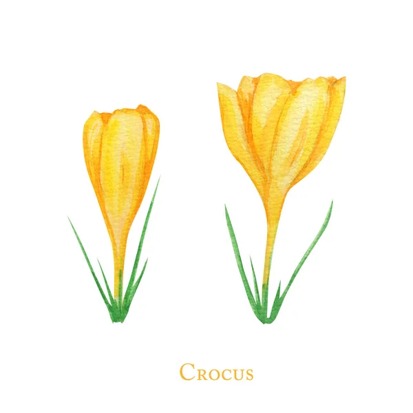 Crocus amarelo, desenhado à mão aquarela ilustração botânica. Bela flor de primavera. Elemento floral isolado sobre fundo branco. Faça seu cartão de saudação, convite, cartaz, design de banner — Fotografia de Stock