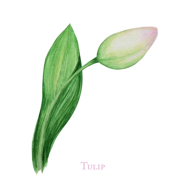 Tulipa rosa e folha, desenhado à mão aquarela ilustração botânica. Bela flor de primavera. Elemento floral isolado sobre fundo branco. Faça seu cartão de saudação, convite, cartaz, design de banner — Fotografia de Stock
