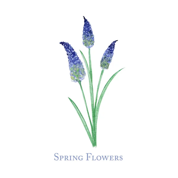 Jarní modrý květ s listem, ručně kreslený akvarel botanické ilustrace. Krásný květinový prvek izolované na bílém pozadí. Udělejte si přání, pozvánku, plakát, banner design — Stock fotografie
