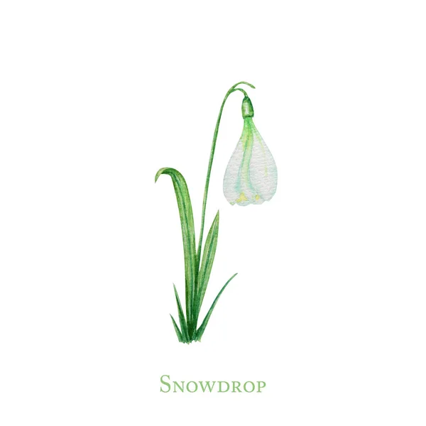 新緑の葉を持つ白い雪の降り春のイースター花。繊細な雪が最初に春のシンボルに花を咲かせます。手描き白の背景に隔離された水彩画のイラスト。春のコンセプト — ストック写真
