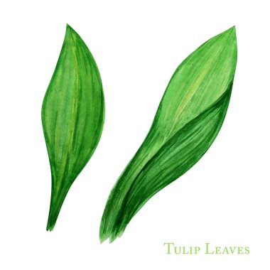 Green tulip leaf set, hand drawn watercolor botanical illustration. Beautiful grass. Leafs element isolated on white background. Make your greeting card, invitation, poster, banner design