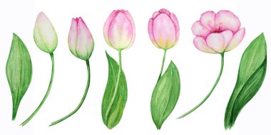 Pink yellow tulip set, hand drawn watercolor botanical illustration. Beautiful spring flower. Floral element isolated on white background. Make your greeting card, invitation, poster, banner design