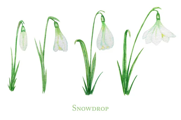 新緑の葉がセットされた白い雪の降り春のイースターの花。繊細な雪が最初に春のシンボルに花を咲かせます。手描き白の背景に隔離された水彩画のイラスト。春のコンセプト — ストック写真