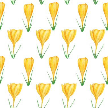 Kusursuz desenli Sarı Crocus, elle çizilmiş suluboya botanik çizimi. Güzel bahar çiçeği. Beyaz arka planda çiçek dokusu. Tebrik kartı, davetiye, poster, afiş tasarımı