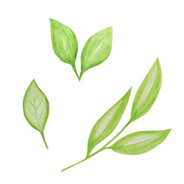 Yeşil yaprak suluboya çizimleri. Botanik el çizimi bitki eko elementi bırakır. Düğün davetiyeleri, tebrik kartları, bloglar, posterler ve daha fazlası için mükemmel. Ekolojik tasarım kavramı.