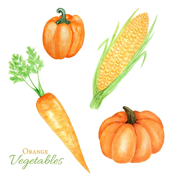 Akwarela malowana kolekcja warzyw pomarańczowych dyni, kukurydzy, marchewki, papieru. Ręcznie rysowane świeże wegańskie jedzenie na białym tle — Zdjęcie stockowe